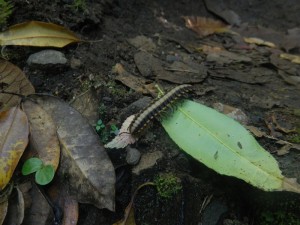 Cool centipede combing the trail