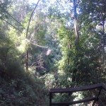 Zip-lining through the rain forrest